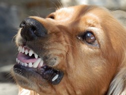 hond